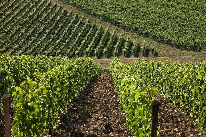 Visite et dégustation de vins biologiques avec vue sur les vignobles Chianti Classico
