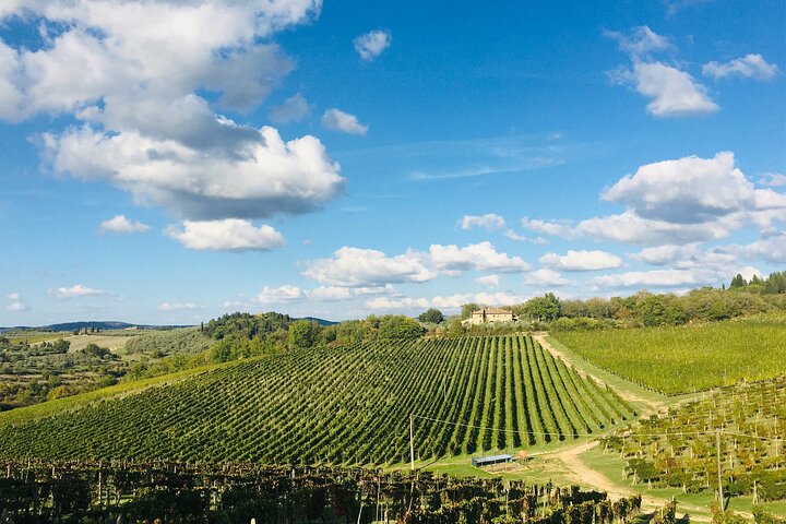 Visite et dégustation de vins biologiques avec vue sur les vignobles Chianti Classico
