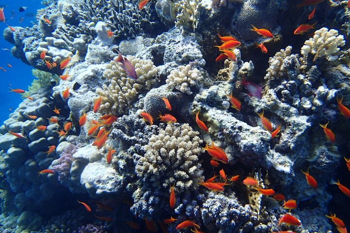 Gita di snorkeling alla Sataya Dolphin House - Marsa Alam