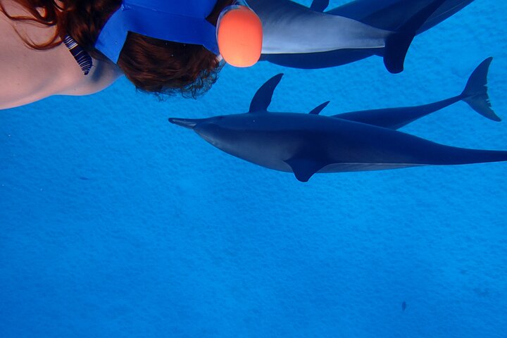 Gita di snorkeling alla Sataya Dolphin House - Marsa Alam