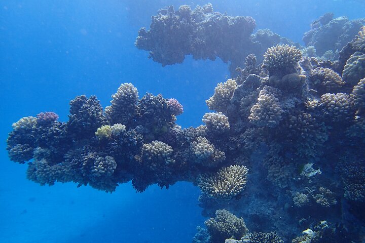 Gita di snorkeling alla Sataya Dolphin House - Marsa Alam