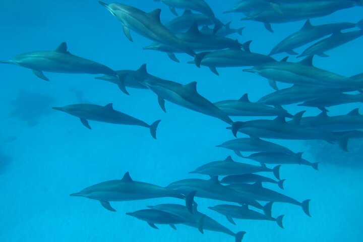 Gita di snorkeling alla Sataya Dolphin House - Marsa Alam