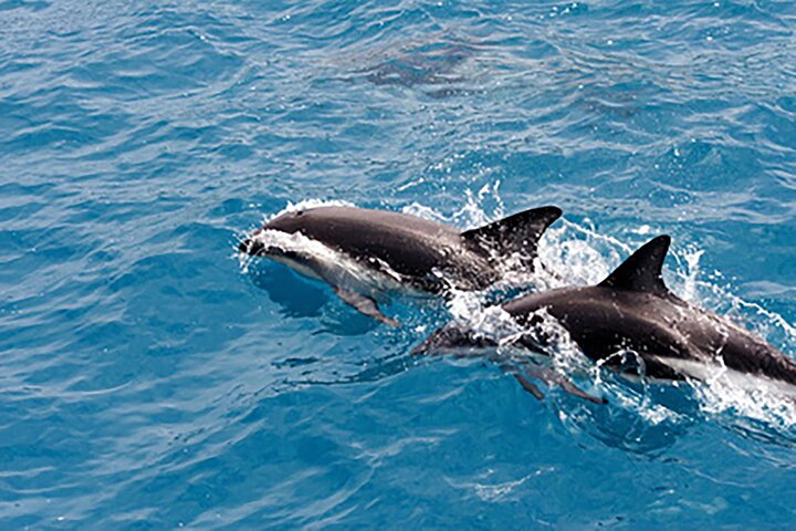 Gegarandeerde dolfijnenexcursie tijdens Tropics Boat Tours