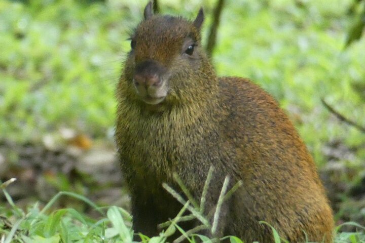Monteverde Cloud Forest guidad naturvandring med Expert Naturalist