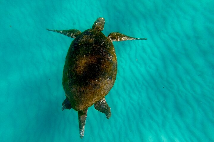 Viagem diurna à Ilha Moreton (caiaque, snorkel e sandboard) de Brisbane ou Gold Coast