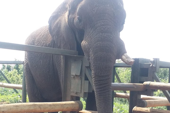 Enlightening Elephants And Monkeys Sanctuary Guided Day Tour