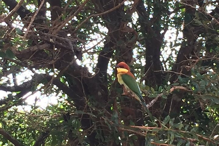Safári de dia inteiro - Parque Nacional de Yala - 04: 30h às 18: 00h com - safári Janaka