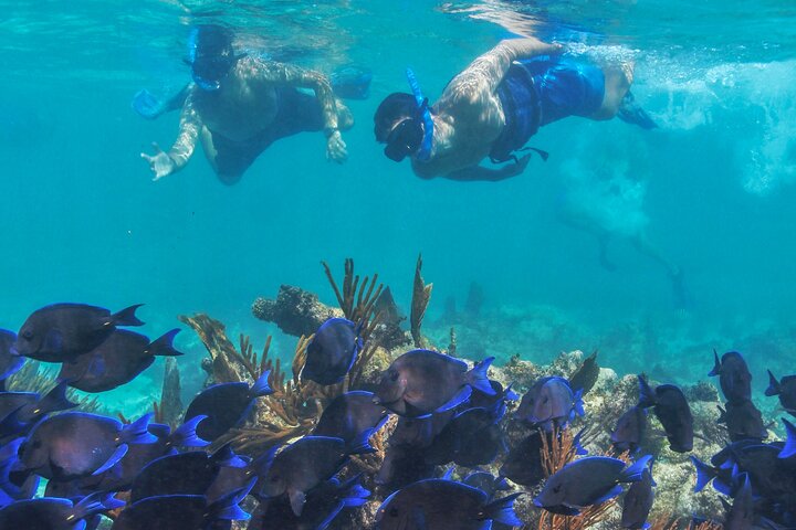 Esperienza di navigazione di lusso di mezza giornata a Tulum con open bar