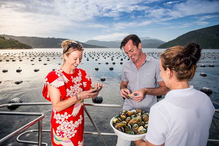 Crucero de degustación de mejillones de concha verde de Marlborough Sounds