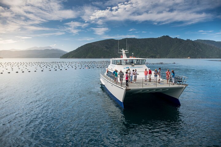 Meeresfrüchte Odyssea Marlborough Sounds Cruise von Picton