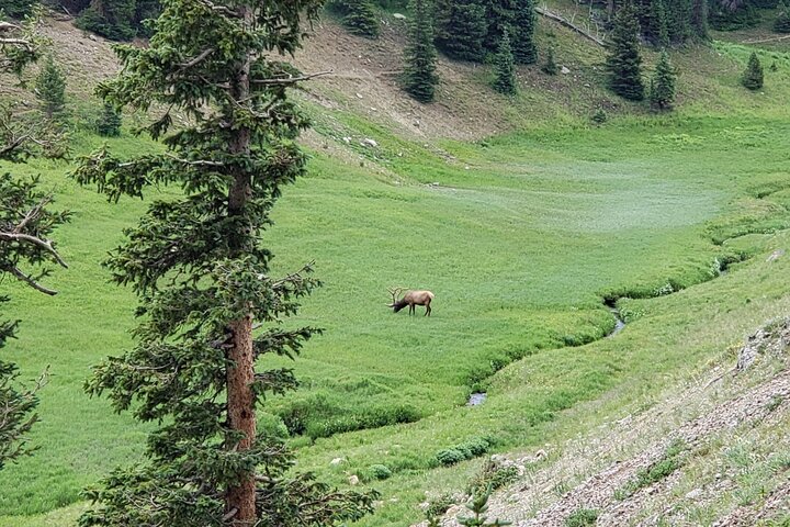 Privat tre timmars eftermiddag anpassad rundtur i Rocky Mountain National Park