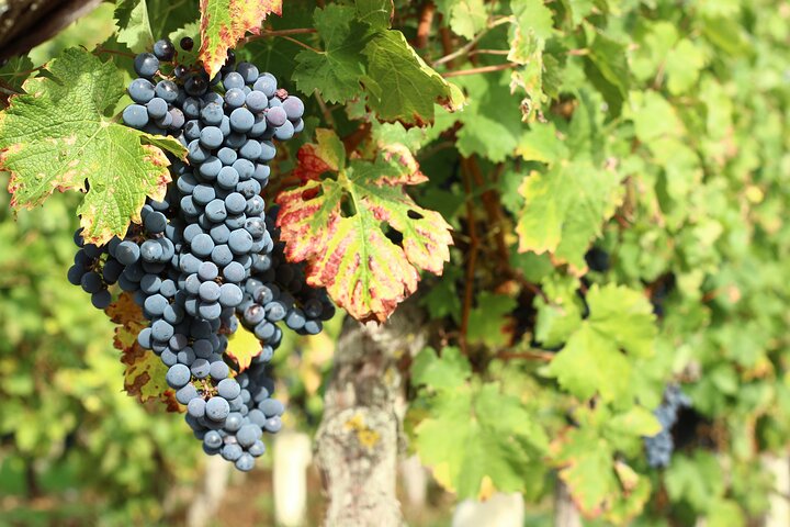 Epikureische Entdeckungstour mit Wein und lokalen Spezialitäten
