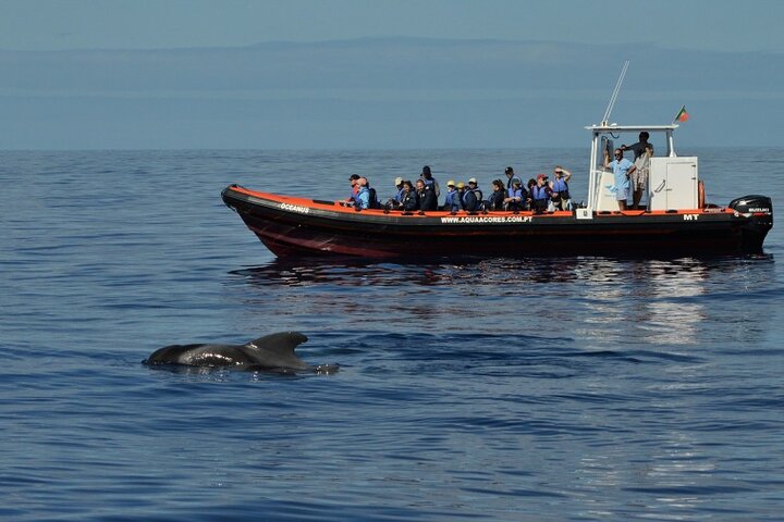 Avistamiento de ballenas y delfines en la isla de Pico - Medio día