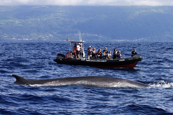 Avistamiento de ballenas y delfines en la isla de Pico - Medio día