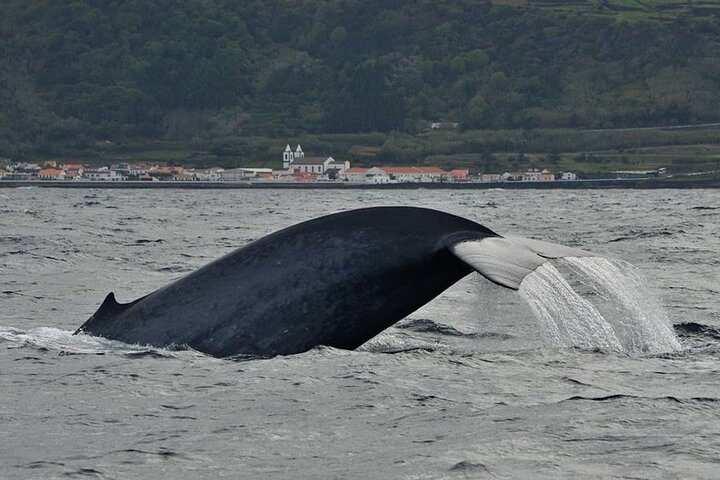 Avistamiento de ballenas y delfines en la isla de Pico - Medio día