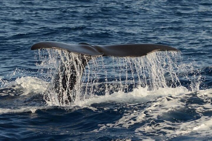 Avistamiento de ballenas y delfines en la isla de Pico - Medio día