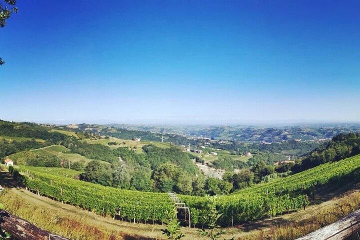 Découverte des vins de Barolo et Barbaresco en compagnie d'un vigneron local / Milan