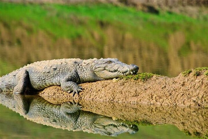 Aventure Safari Crocodiles Chambal avec Transferts à l'Hôtel
