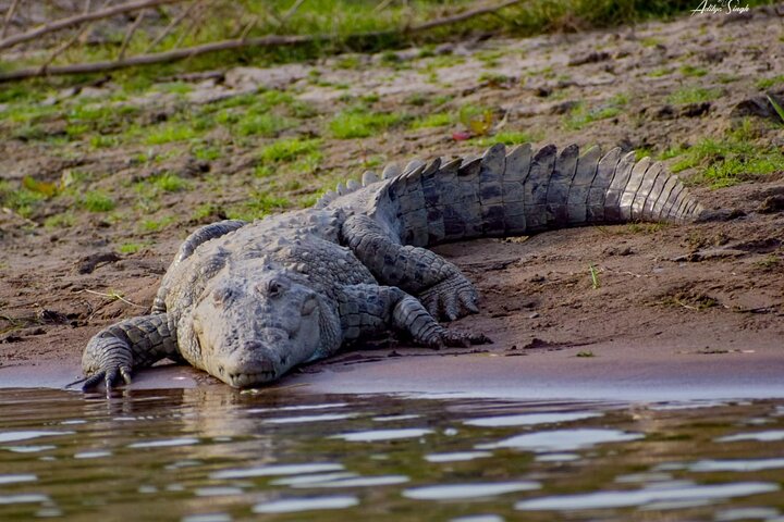 Aventure Safari Crocodiles Chambal avec Transferts à l'Hôtel