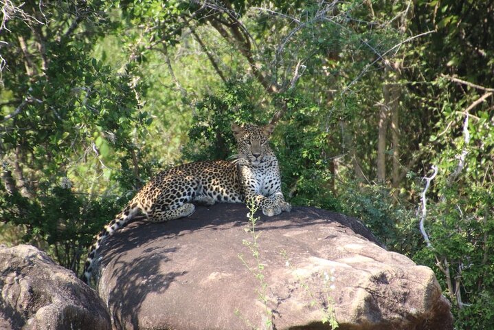 Safari serale - Yala National Park con safari Janaka - dalle 14:00 alle 18:30