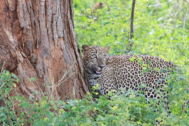 Safari serale - Yala National Park con safari Janaka - dalle 14:00 alle 18:30