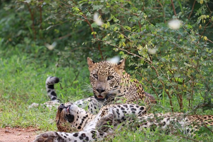 Safári de dia inteiro - Parque Nacional de Yala - 04: 30h às 18: 00h com - safári Janaka