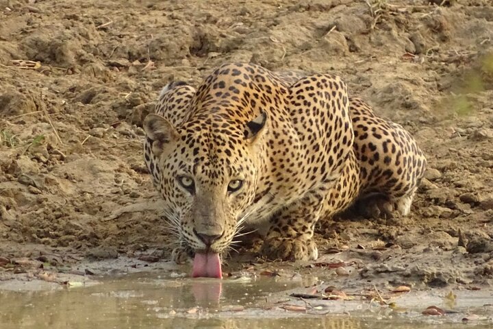Safári de dia inteiro - Parque Nacional de Yala - 04: 30h às 18: 00h com - safári Janaka