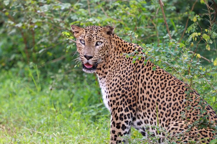 Safári de dia inteiro - Parque Nacional de Yala - 04: 30h às 18: 00h com - safári Janaka