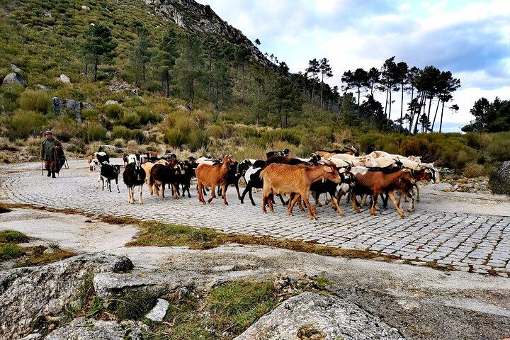 Serra da Estrela - Tour fuoristrada di mezza giornata con degustazione di formaggi
