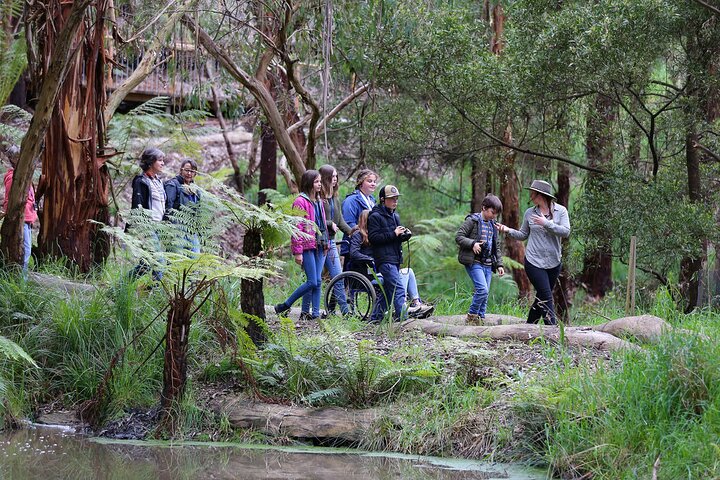 Cammina con la fauna selvatica: tour guidato in Great Ocean Road