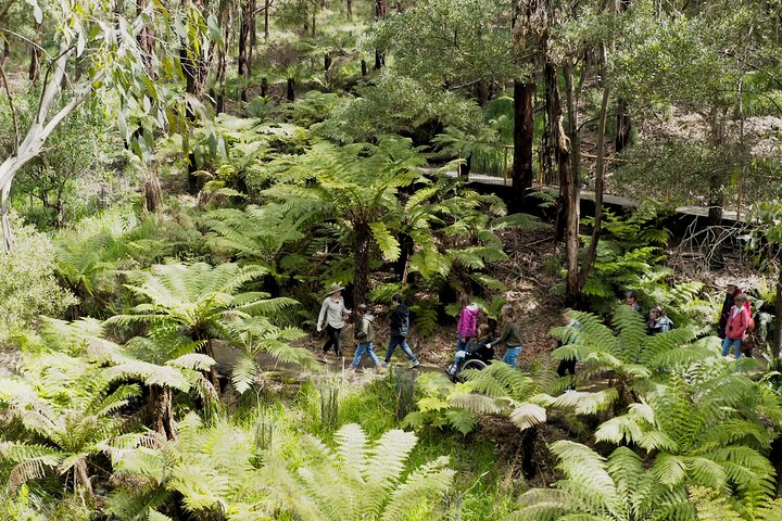Cammina con la fauna selvatica: tour guidato in Great Ocean Road