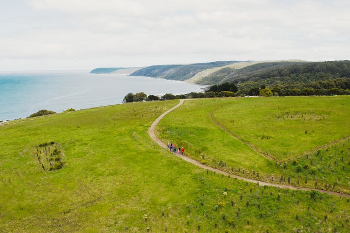 Cammina con la fauna selvatica: tour guidato in Great Ocean Road