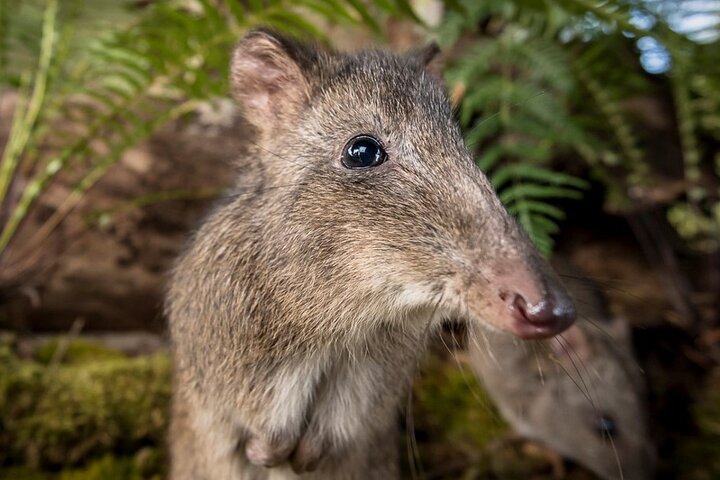 Cammina con la fauna selvatica: tour guidato in Great Ocean Road