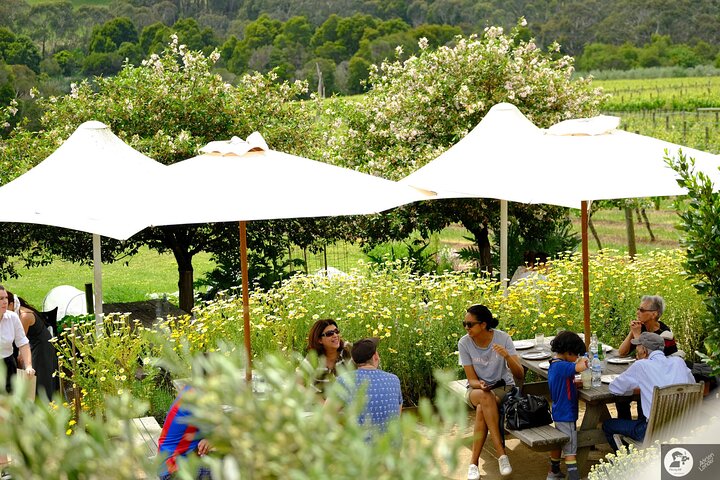 Montalto Vineyard: Mornington Peninsula Weinverkostung und Mittagessen