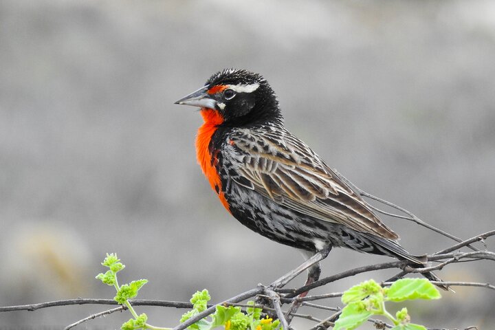 Vogelbeobachtungstour in Giron und Yunguilla Jocotoco Reserve von Cuenca