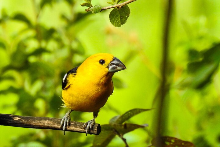 Vogelbeobachtungstour in Giron und Yunguilla Jocotoco Reserve von Cuenca