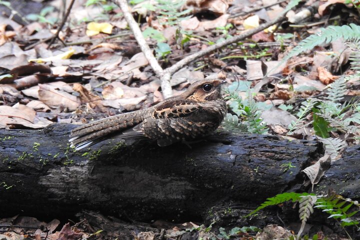 Vogelbeobachtungstour in Giron und Yunguilla Jocotoco Reserve von Cuenca