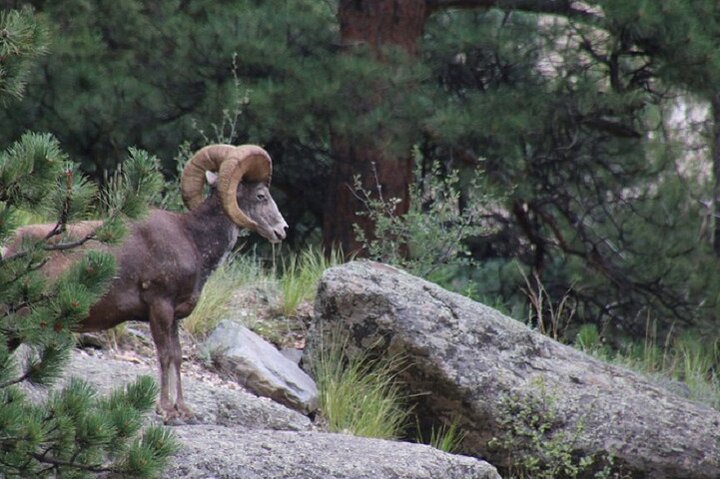 Restauranter i nærheten av Rocky Mountain National Park Safari Tour