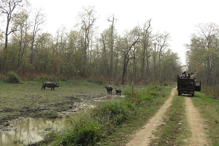 Jeep Safari (Privat, 8 - 10 Stunden) im Chitwan Nationalpark.