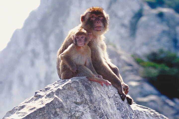 Gibraltar Rock Guided Tour