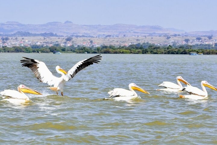 Privata guidade turer till Bahir Dar Lake Tana-klostret och Blue Nile-vattenfall
