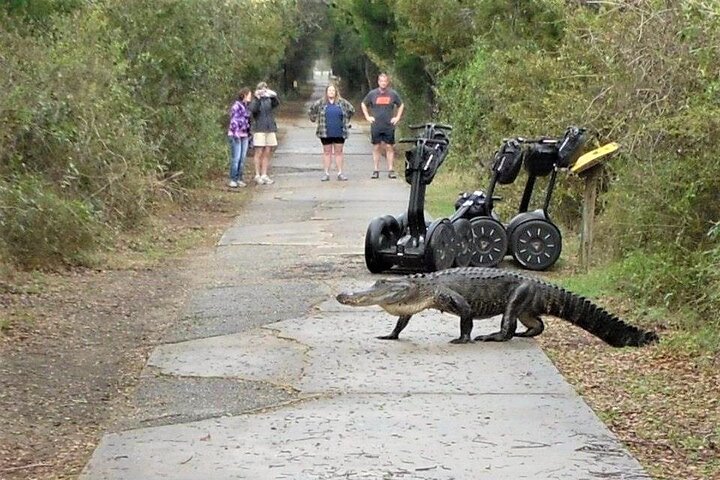 2-Hour Guided Segway Tour of Huntington Beach State Park in Myrtle Beach
