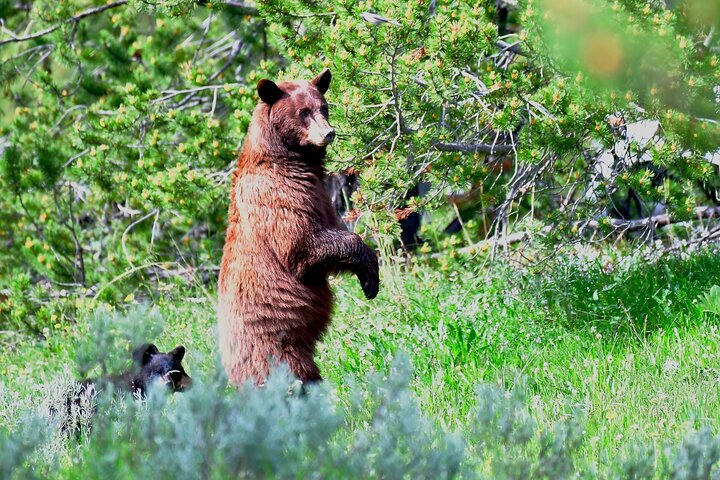 Visite privée de Yellowstone : sites emblématiques, faune, randonnées familiales + déjeuner