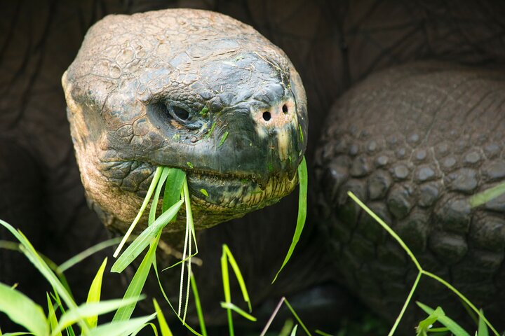 Tour della fauna selvatica di 4 giorni nell'isola di Santa Cruz