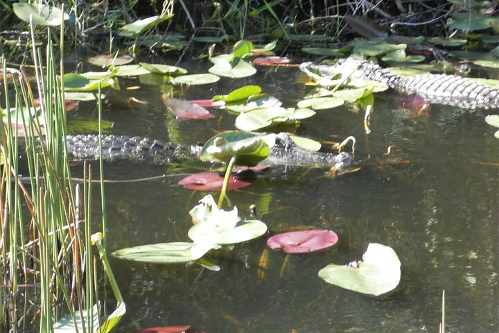Excursion en hydroglisseur dans les Everglades au départ de Fort Lauderdale avec transport