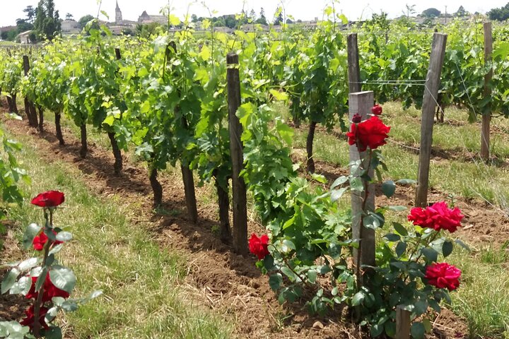 Visite du vin de Saint Emilion Dégustation Demi-journée au départ de Bordeaux