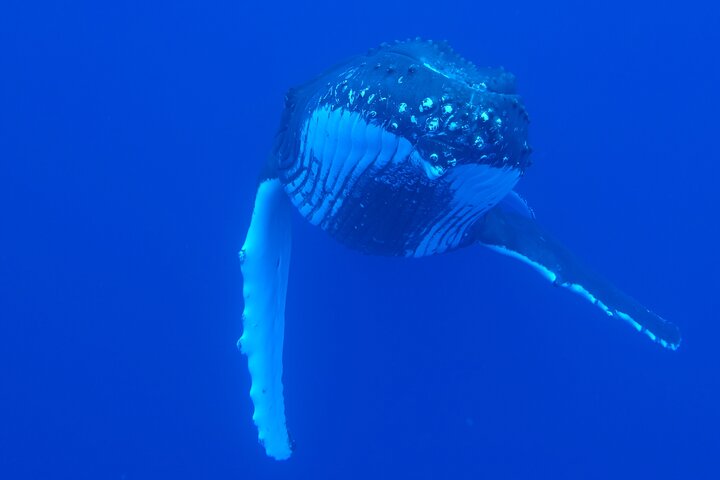 Respectful whale excursion to Tahiti in 4h30