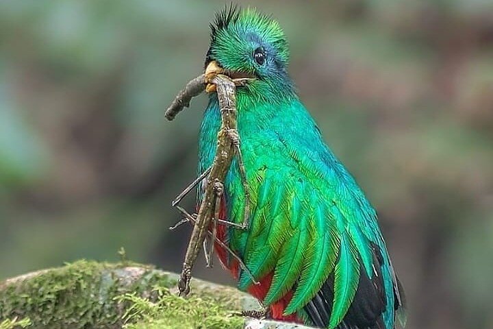 Tour di birdwatching di El Quetzal da Cobán: l'uccello nazionale del Guatemala