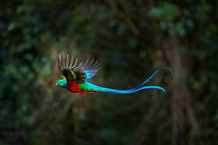 Tour di birdwatching di El Quetzal da Cobán: l'uccello nazionale del Guatemala