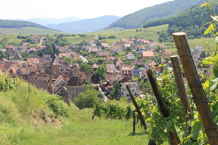 Alsace vinrute Liten gruppe halvdagstur med smaking fra Strasbourg